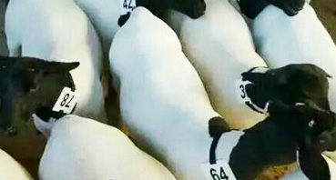 如何加工牛羊飼料？
